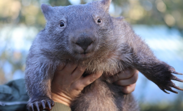 オーストラリアン・レプタイル・パーク入場チケット